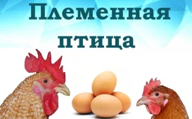 Всероссийский НИИ генетики и разведения сельскохозяйственных животных фотография 3